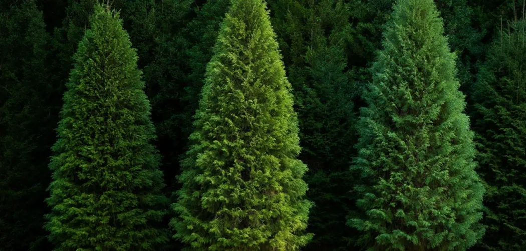 🌲 Черенкование туи: пошаговая инструкция