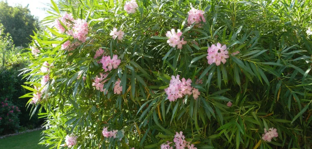 🌸 Сорта и разновидности олеандра