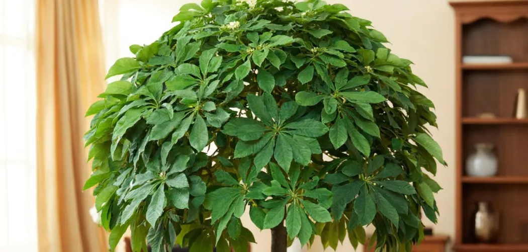 🚫 Ошибки ухода за Шеффлера, которых стоит избегать 🌿✨