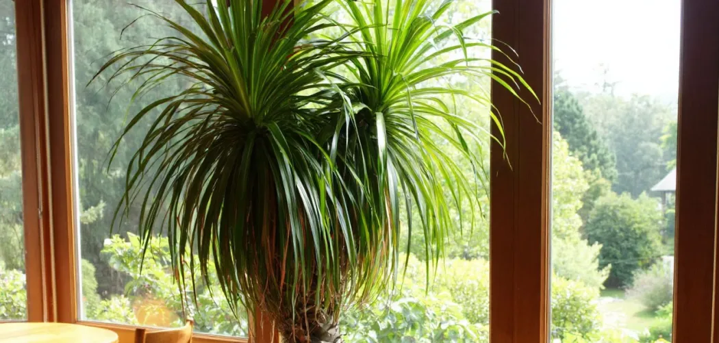 🌞 Освещение для Драцены: где лучше поставить дома 🌿✨