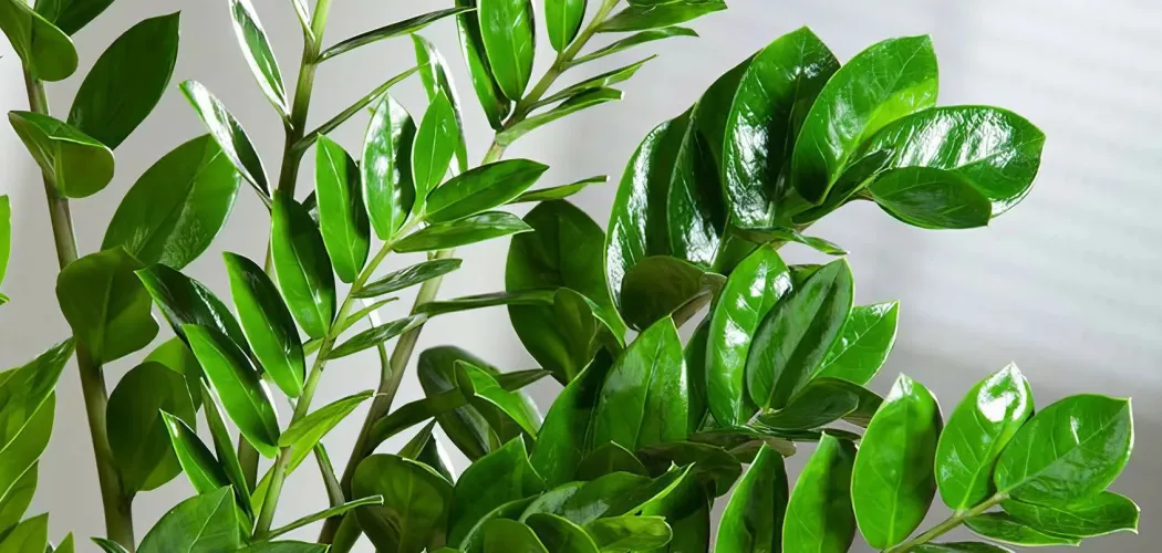 🍃 Почему у Замиокулькас желтеют листья? Полное руководство