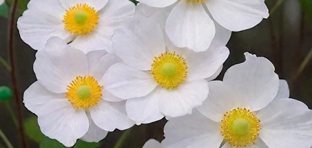 Сорта и разновидности Анемона 🌸🌿 