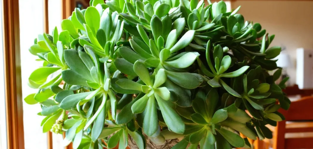 💰 Пересадка Денежного дерева (Толстянка, Crassula) после покупки: пошаговая инструкция