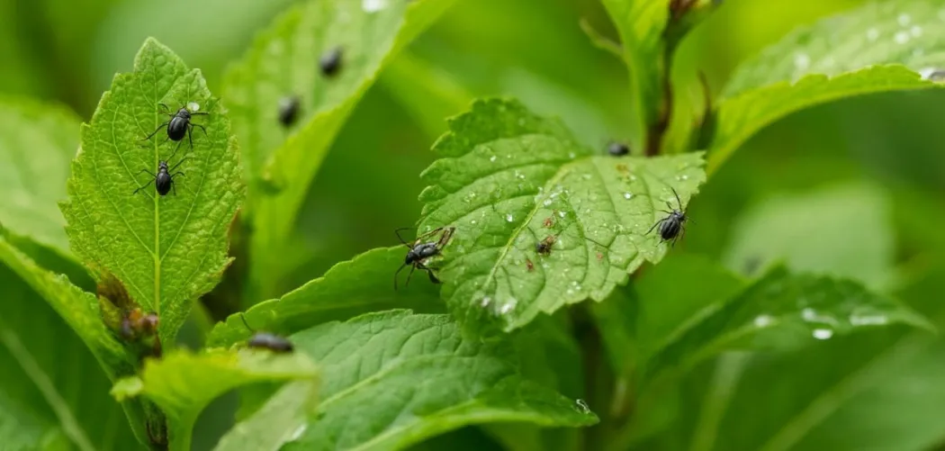Как защитить растения от вредителей без химии 🌿🐞🛡️