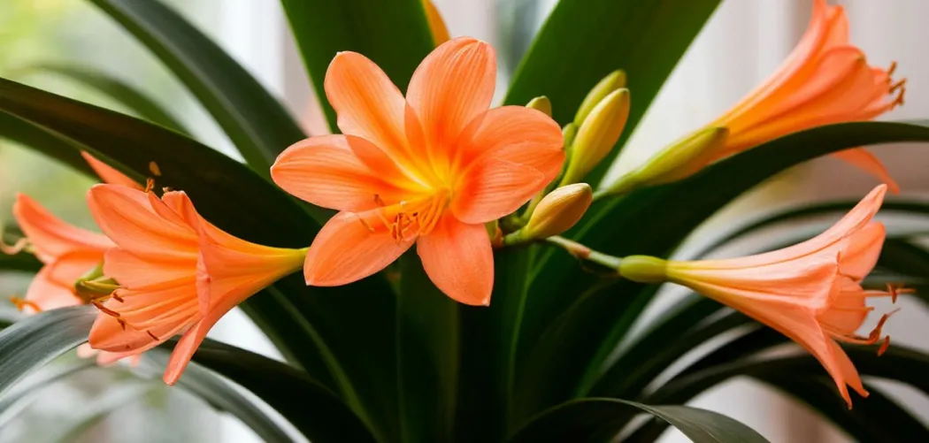 🌿 Уход за Кливией в домашних условиях: секреты здорового роста и цветения 🌸✨