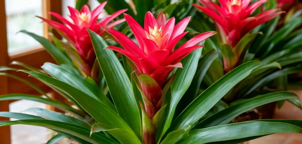 🌺 Цветение Гузмании: как добиться и продлить 💚✨