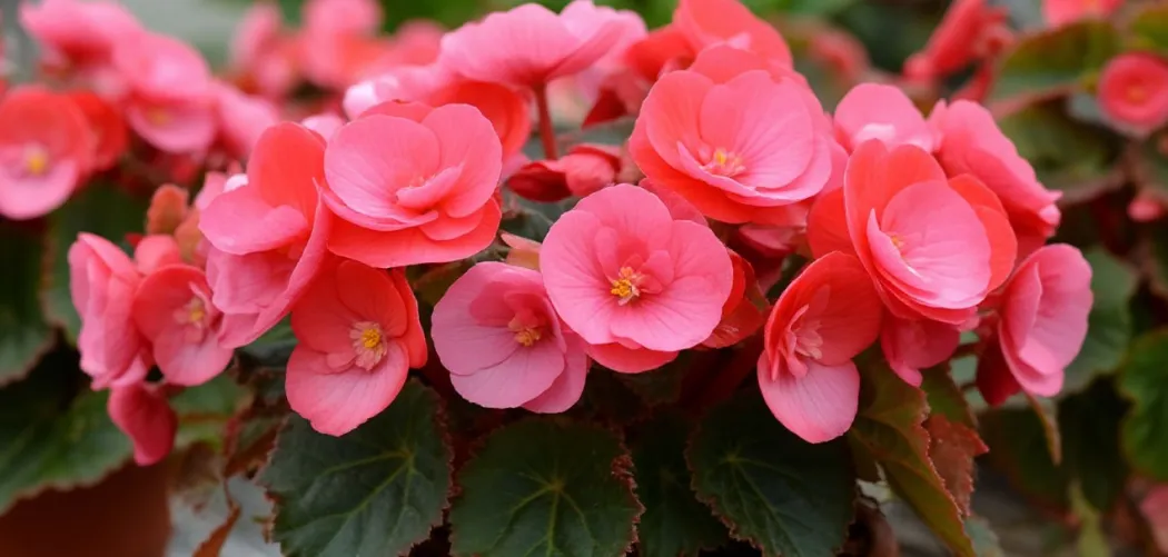  🌸 Сорта и разновидности Бегонии: от классики до экзотики 🌿💖