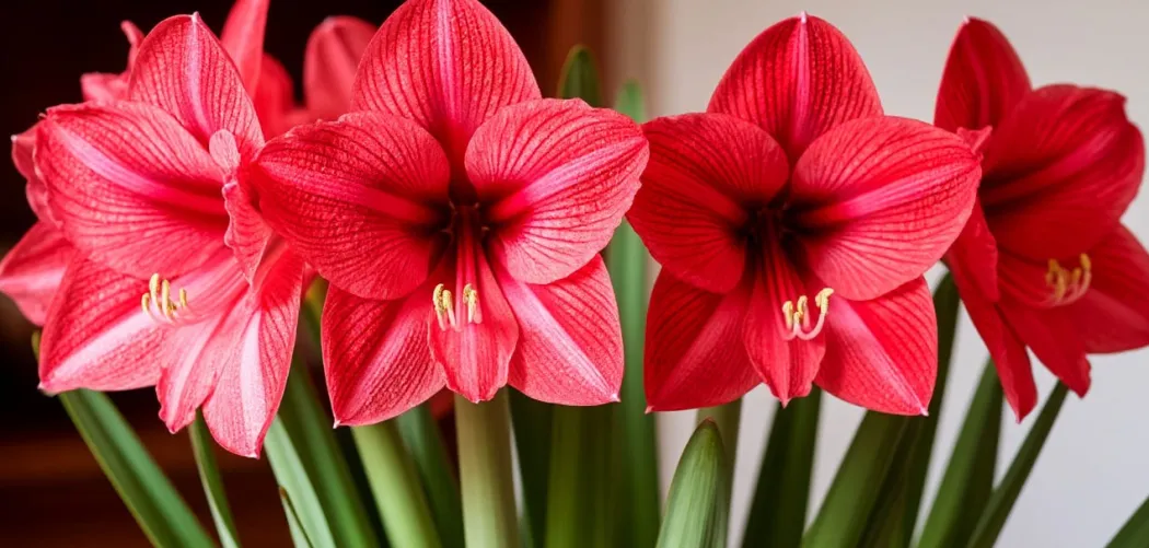 🌸 Цветение Амариллиса: как добиться и продлить праздник ярких цветов дома 🌿✨ 