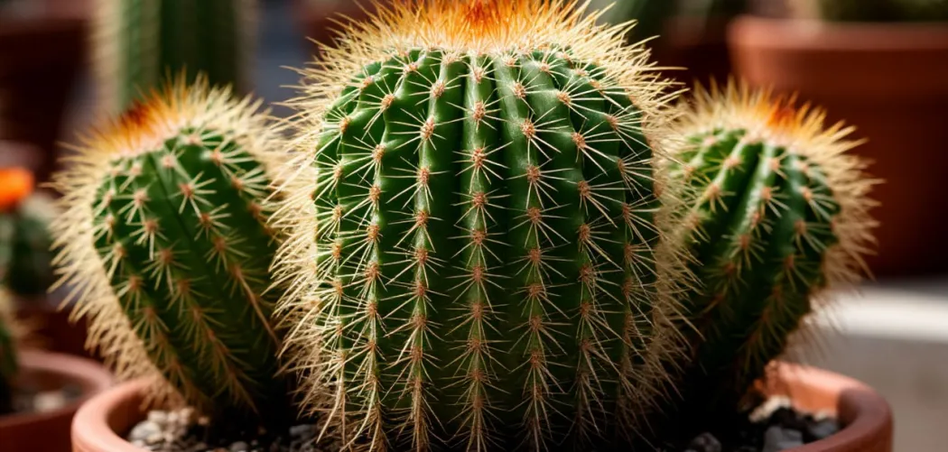 🌵 Пересадка кактуса: пошаговая инструкция 🌞