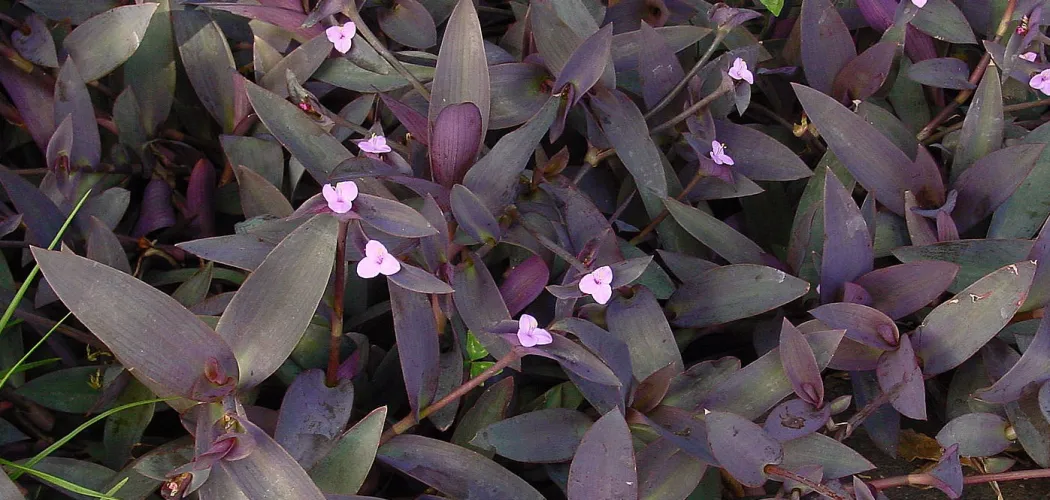 🌿 Размножение Традесканции в домашних условиях 💧🌸