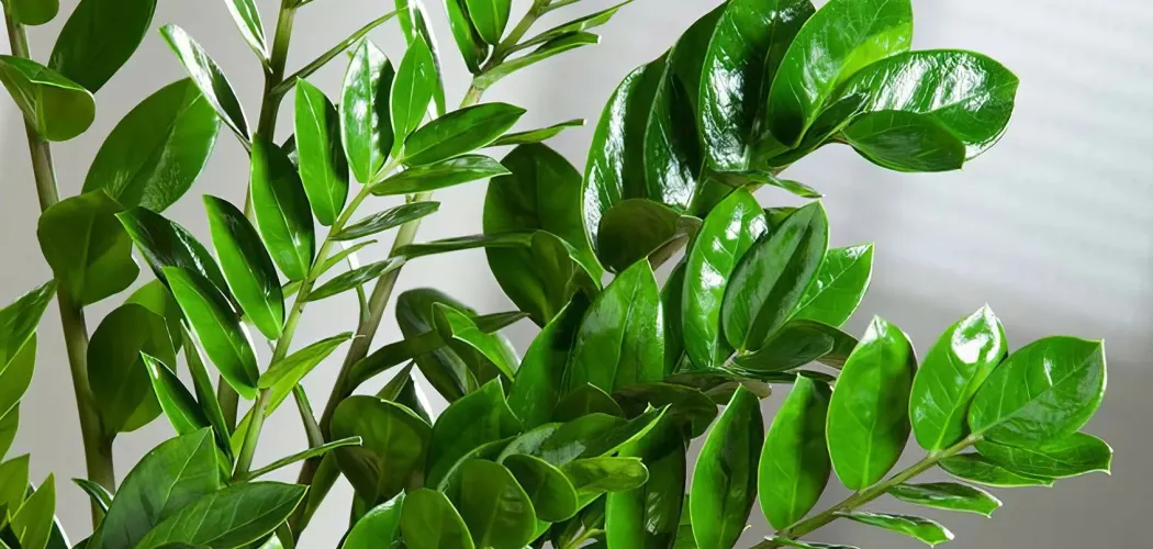 🌿 Сорта и разновидности Замиокулькаса: описание и особенности 💚