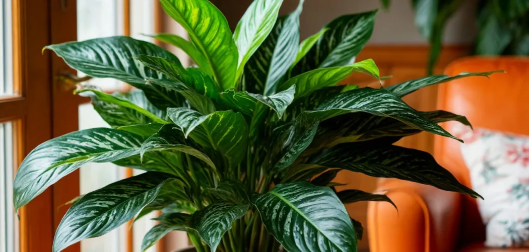 🌿 Ошибки ухода за Аглаонемой, которых стоит избегать 🌿