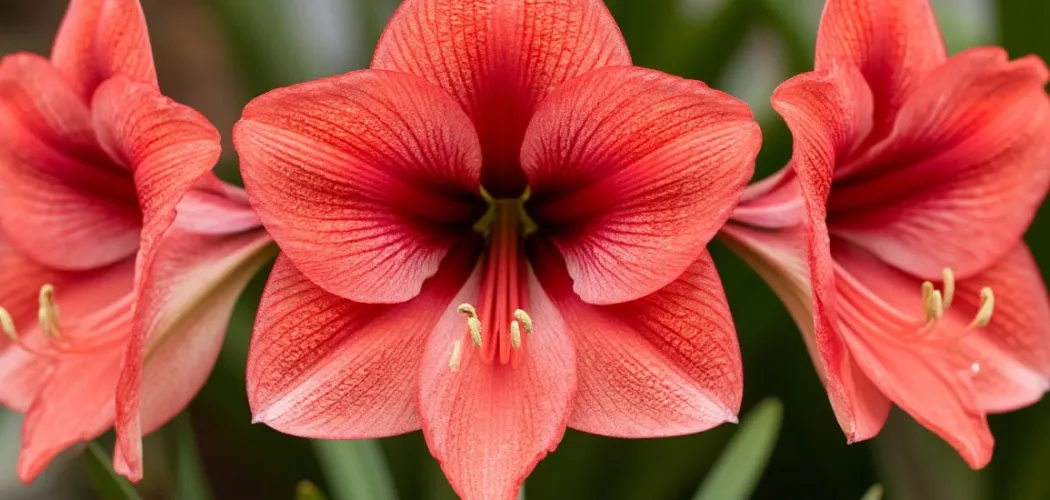 🌸 ТОП-10 советов по уходу за Амариллис 🌿✨