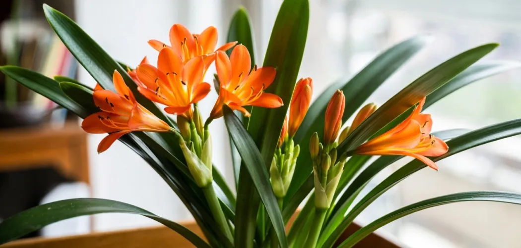 🌸 Размножение кливии в домашних условиях