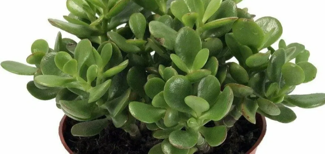 🌿 Температура и влажность для денежного дерева: идеальные условия дома