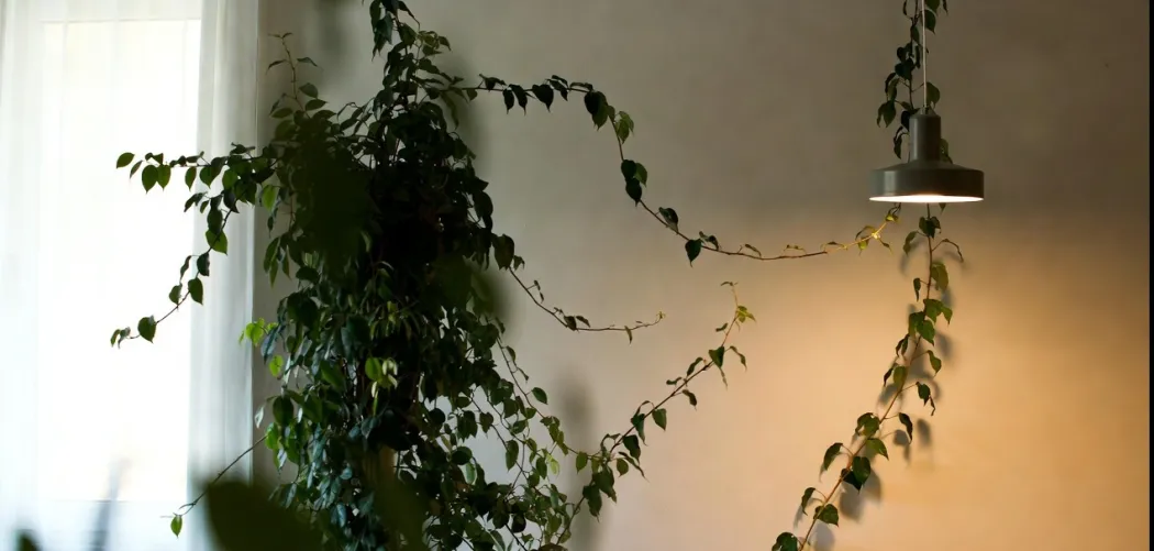 🌿 Освещение для плюща: где лучше поставить растение