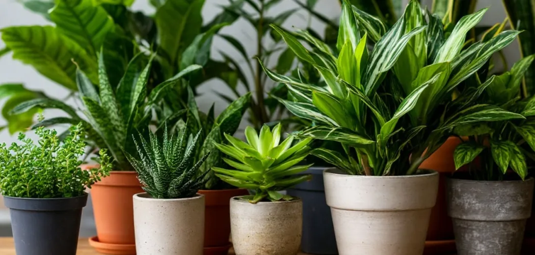 Топ-10 растений, которые не доставят хлопот