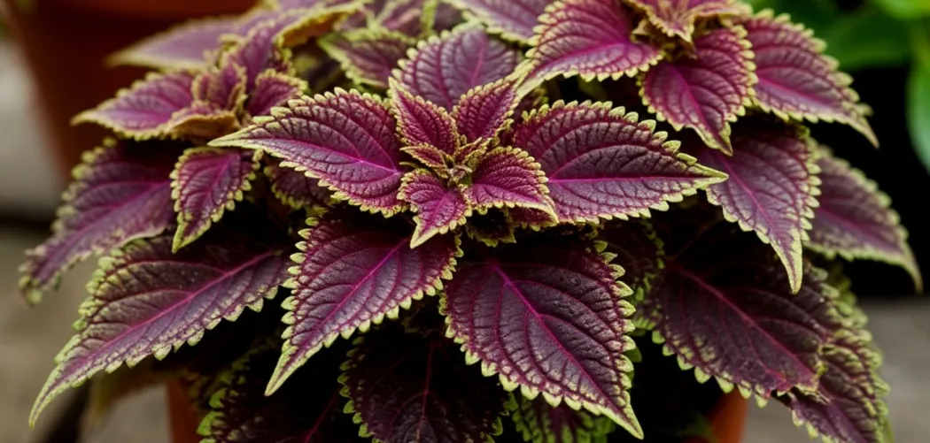 Как реанимировать погибающее Колеус. 