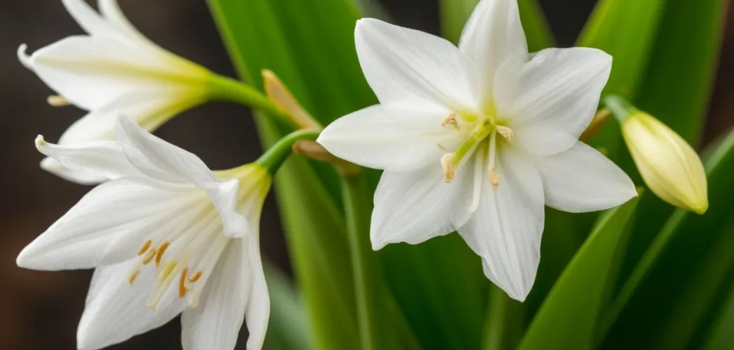  🌡️ Идеальная температура и влажность для Эухариса: Секреты пышного цветения амазонской лилии
