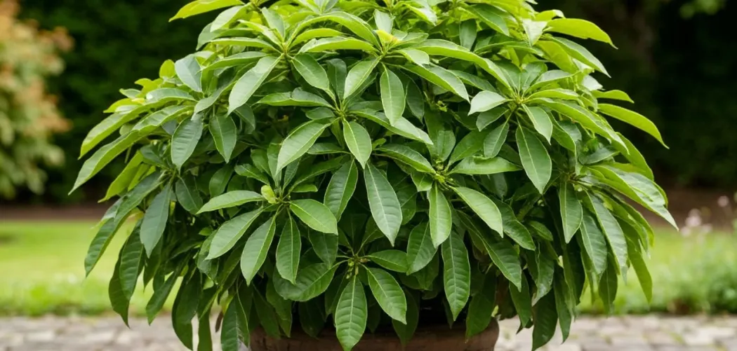  Можно ли выращивать Шеффлеру на улице? Полное руководство по уличному содержанию «Дерева-зонтика»