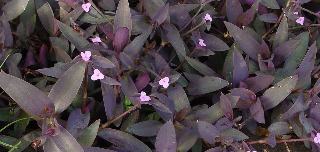 Как продлить цветение традесканции: Полное руководство для пышного и долгого цветения 🌸