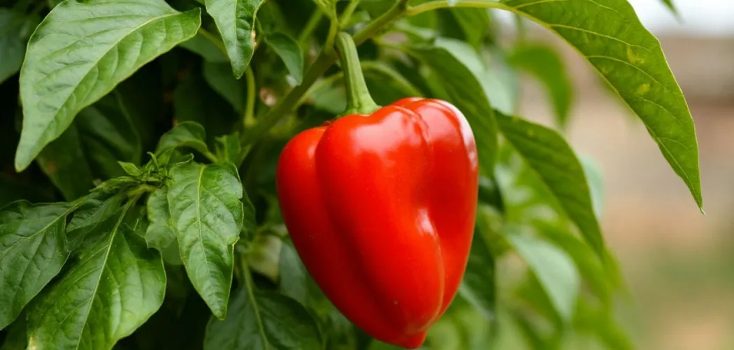 🌶️ Пасынкование перца: Полное руководство для рекордного урожая