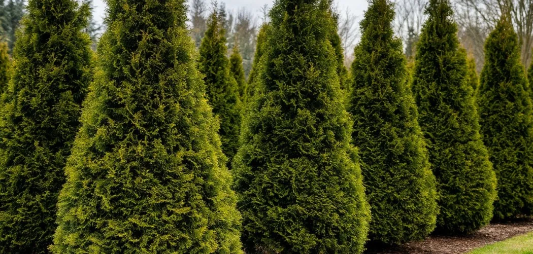  Нужно ли утеплять туи? 🌲❄️ Полное руководство по зимней защите